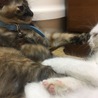 オラァッ！
