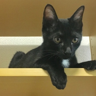 甘えん坊の子猫ちゃん、里親さん募集します！