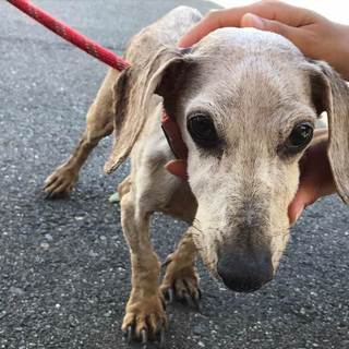 人なつっこいダックスのタクト(仮名)君