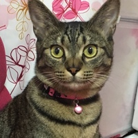 ちさ