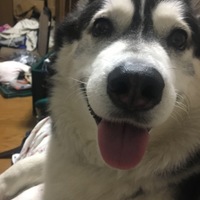 アルフ