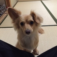 エル
