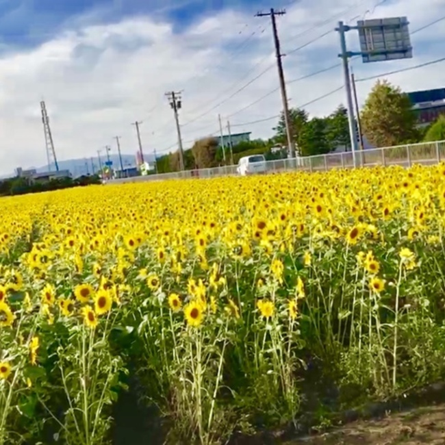 みいすけ☆のカバー写真