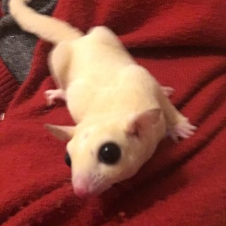 フクロモモンガ リューシ