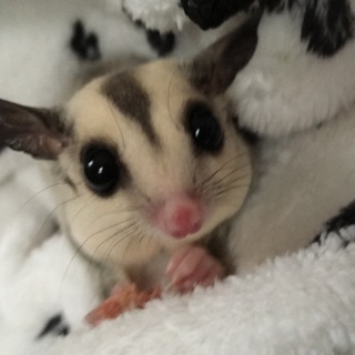 フクロモモンガ