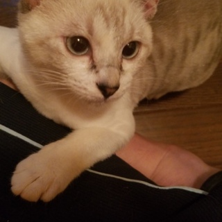 シャムのあいの子やんちゃな子