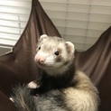 3歳フェレット女の子 再度募集