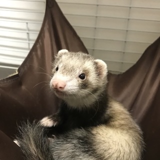 3歳フェレット女の子 再度募集