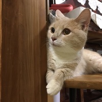 きなこ
