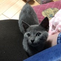 とっても人懐っこいグレーの子猫です！