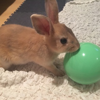 1歳半のミニウサギの男の子です