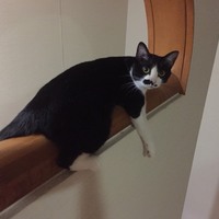 ロロ