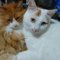 助けてください