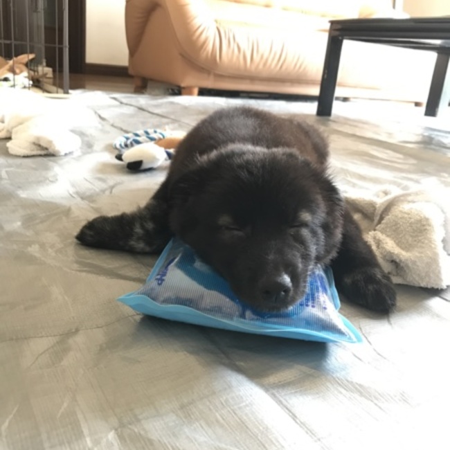 MAHALO BONDのカバー写真