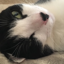 「チャーミー怖かったね(＞人＜;)」サムネイル3