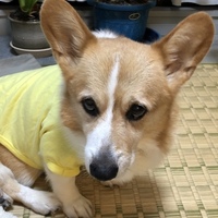 虎太郎