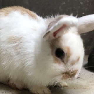 うさぎ里親募集