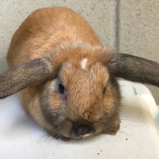 うさぎ 生後2ヶ月目