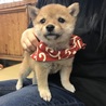 みきぱん