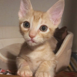 ＊子猫〜中猫譲渡会＊一時預かりボランティアさん募集説明会