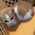 クリームと白色の仔猫です生後3週間