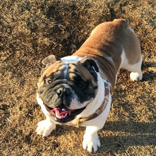 今年の8月で3歳のブルドッグの男の子です。