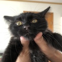 人懐っこい長毛の黒猫