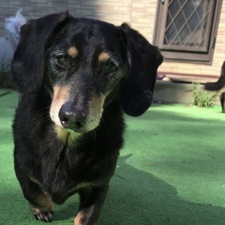 【体調を崩してしまっため募集を中止します】