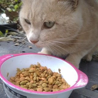 アメショ雑種きな粉色 温かく迎えていただきました。