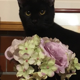 保護子猫  黒 ♂ クールでマイペース