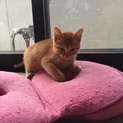 茶トラ子猫