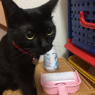 新入りが気になるのか、サクちゃんの部屋に行こうとするとすぐに付いてきます