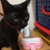 新入りが気になるのか、サクちゃんの部屋に行こうとするとすぐに付いてきます
