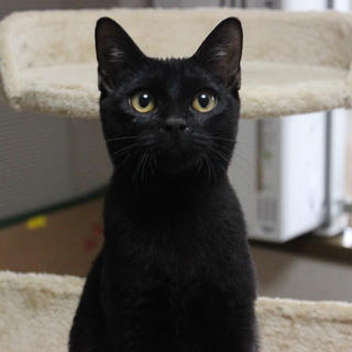 〈10/19～トライアル中〉黒猫の「くろ太郎」