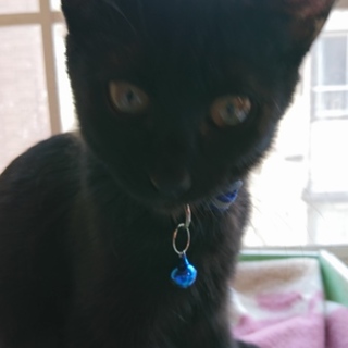 子猫保護しています。あおくん