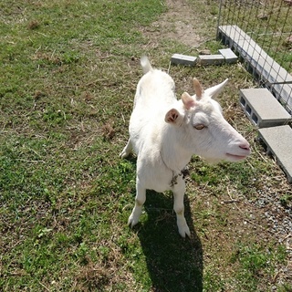 ミニヤギ二匹の里親募集中です