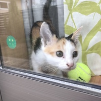 みかん