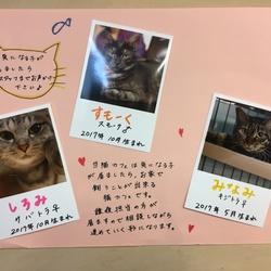 東京・赤羽に保護猫カフェが先月オープン！毎日譲渡会