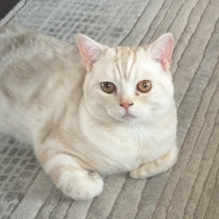 スコティッシュフォールド