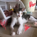 動画見てください！美猫なキジ白ちゃん。