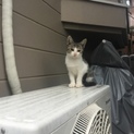 野良子猫ちゃん。里親様募集しております。