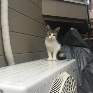 野良子猫ちゃん。里親様募集しております。