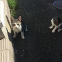 津島市。丸耳タレ目のキジ猫ちゃん。