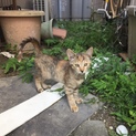 津島市。甘えん坊なサビ猫ちゃん。
