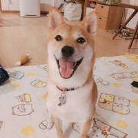 きなこ
