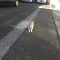 野良子猫ちゃん。里親様募集しております。