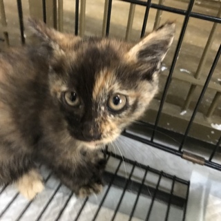 譲渡されました♡サビ子猫ちゃん☆
