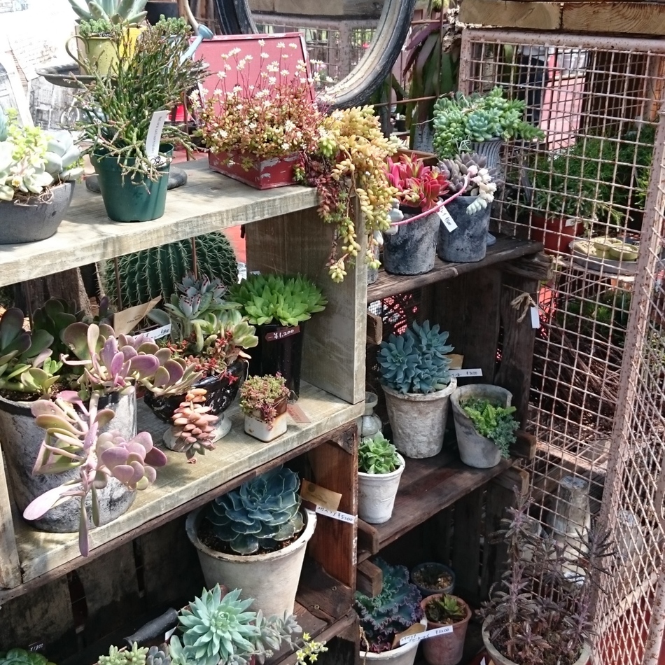 はなちゃんのカバー写真