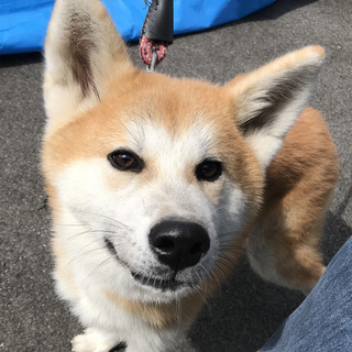 秋田犬オス飼い主さん募集！