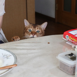 サスケくんの雑食化